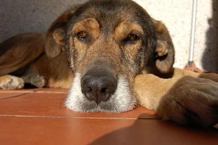 159 Dogs Who Suck At Hide-And-Seek