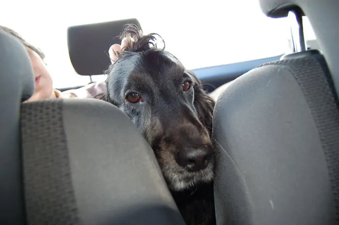 159 Dogs Who Suck At Hide-And-Seek