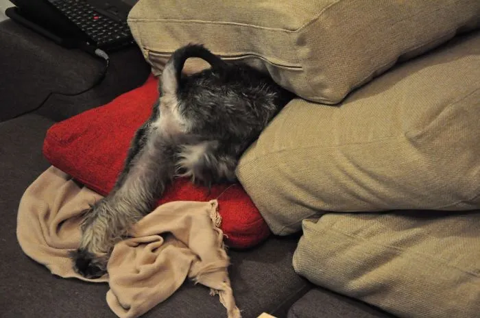 159 Dogs Who Suck At Hide-And-Seek