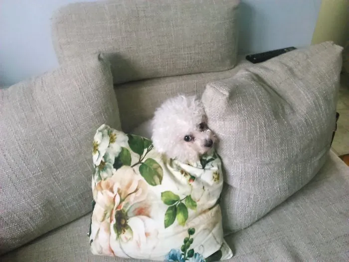 159 Dogs Who Suck At Hide-And-Seek