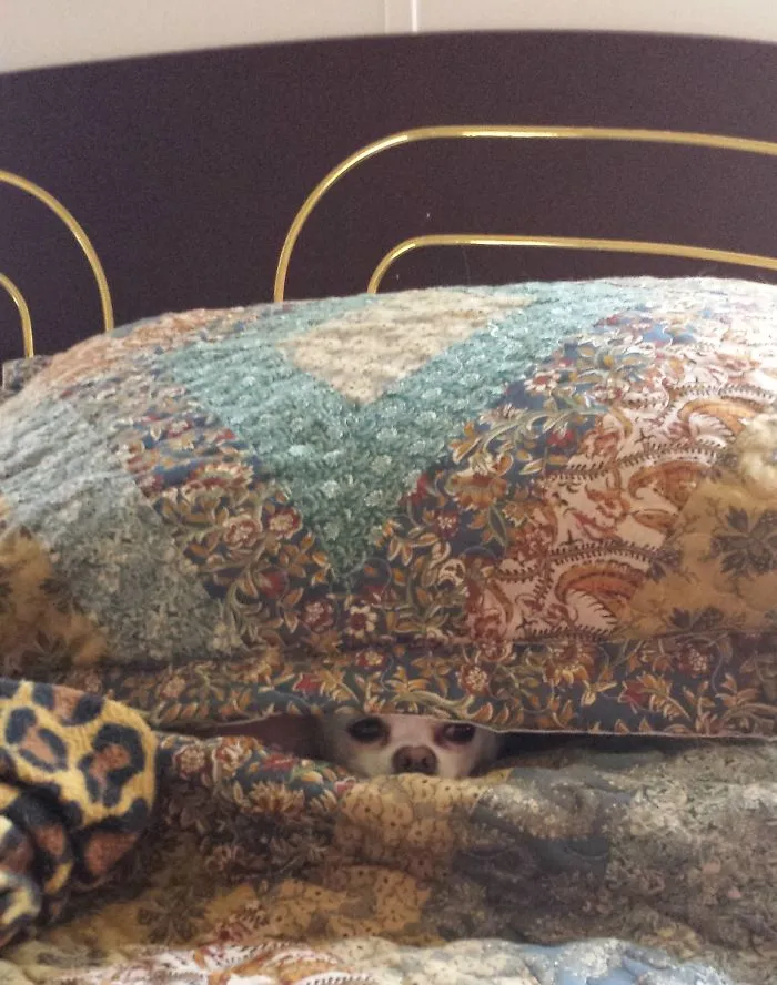 159 Dogs Who Suck At Hide-And-Seek