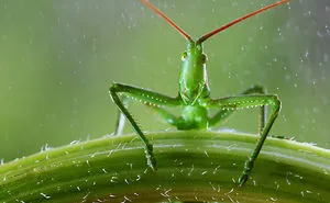 Fairy Tales Within Macro Photography By Vadim Trunov