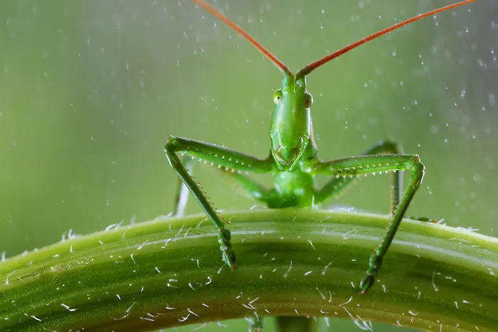 Fairy Tales Within Macro Photography By Vadim Trunov