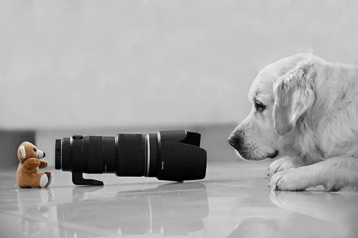Quick! Take A Picture!