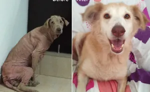 Rescued Hazel