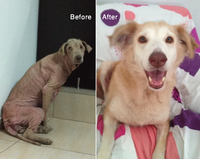 Rescued Hazel