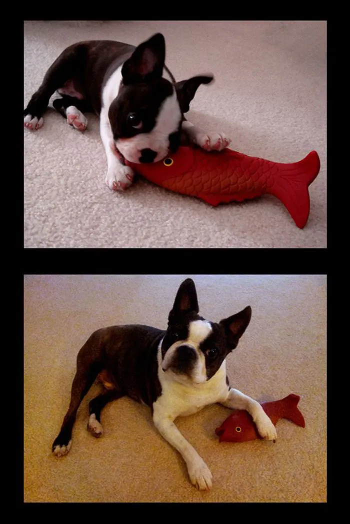 Sad Henry At 8 Months & 8 Years Old