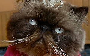114 Of The Most Famous Cats On The Internet