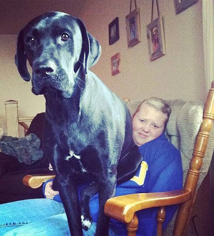50 Dogs Who Don't Understand How BIG They Are