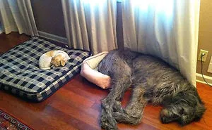 50 Dogs Who Don't Understand How BIG They Are