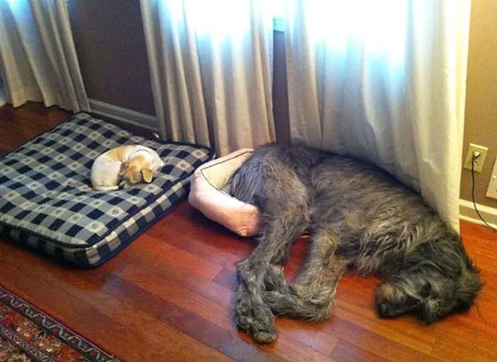 50 Dogs Who Don't Understand How BIG They Are