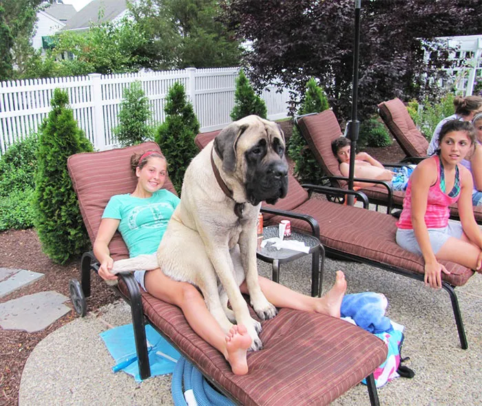 50 Dogs Who Don't Understand How BIG They Are