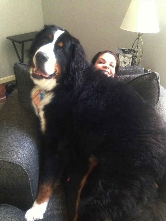 50 Dogs Who Don't Understand How BIG They Are