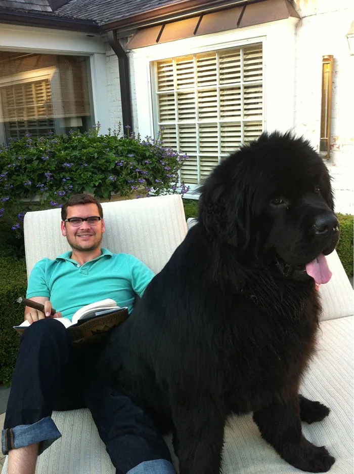 50 Dogs Who Don't Understand How BIG They Are