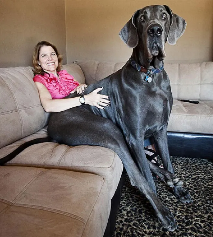 50 Dogs Who Don't Understand How BIG They Are