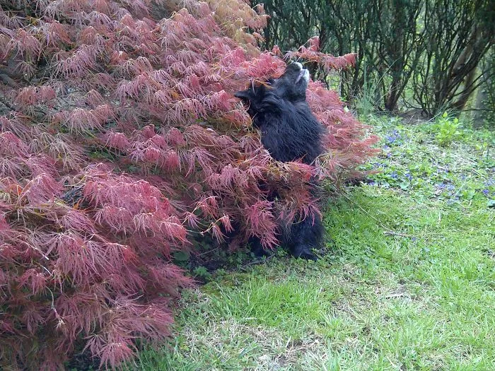 159 Dogs Who Suck At Hide-And-Seek