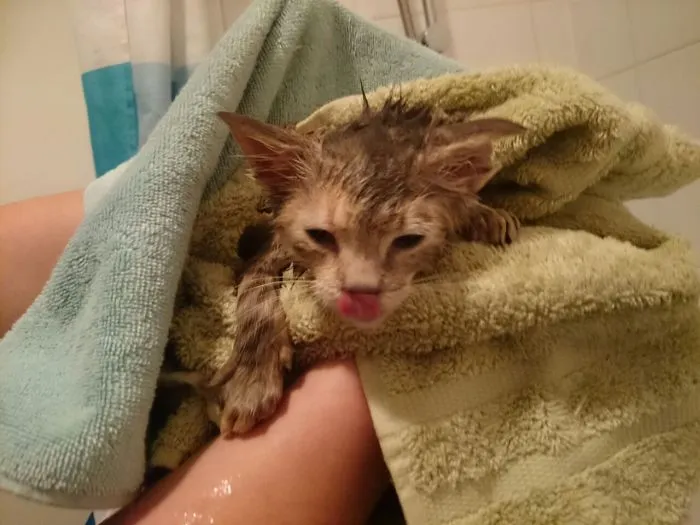 73 Crazy Cats That Actually Love Water