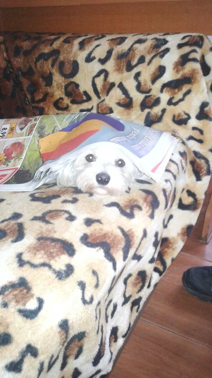 159 Dogs Who Suck At Hide-And-Seek