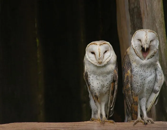 112 Majestic Owls Caught On Camera