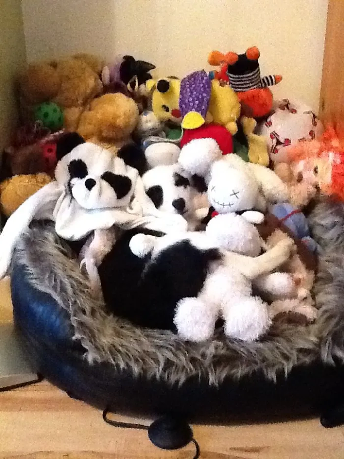 159 Dogs Who Suck At Hide-And-Seek