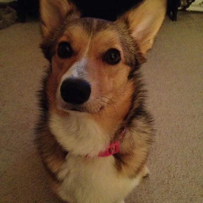 Gracie