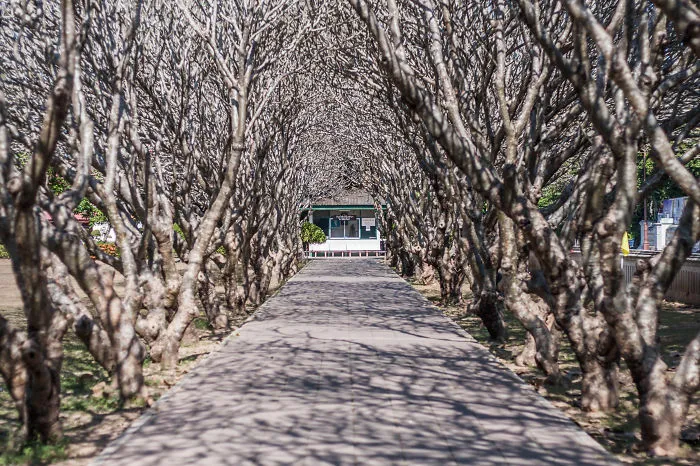 Plumeria Tunnel In Thailand
