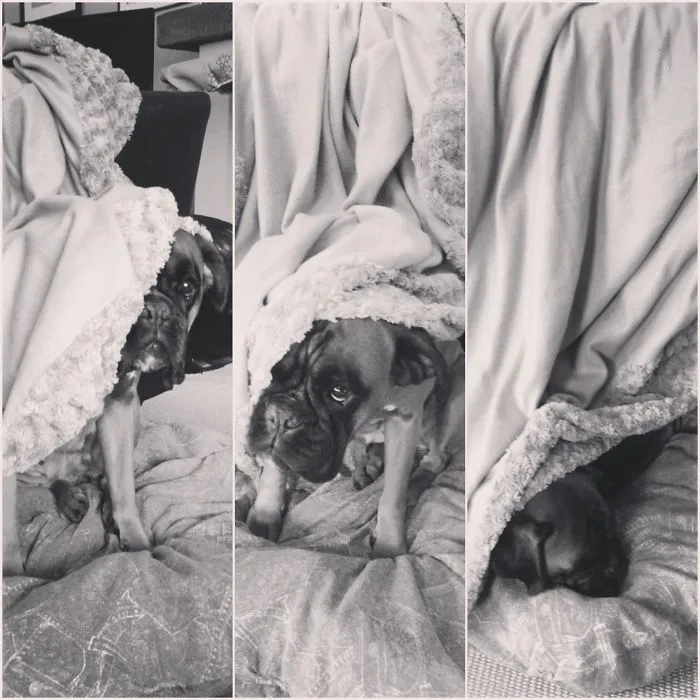 159 Dogs Who Suck At Hide-And-Seek