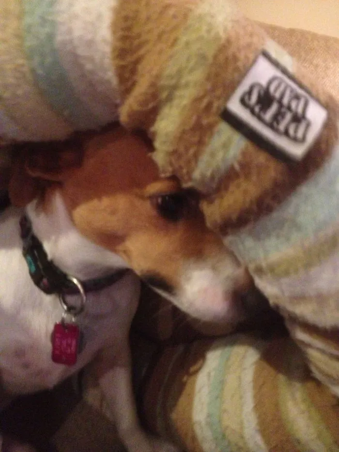 159 Dogs Who Suck At Hide-And-Seek