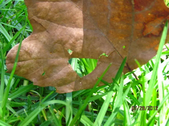 Happy Leaf