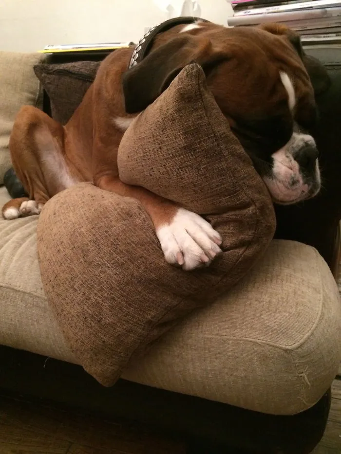 159 Dogs Who Suck At Hide-And-Seek