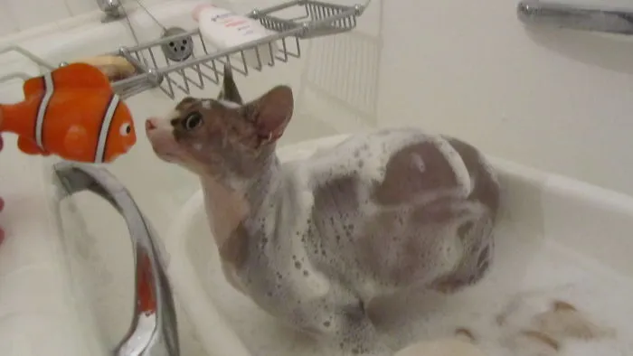 73 Crazy Cats That Actually Love Water