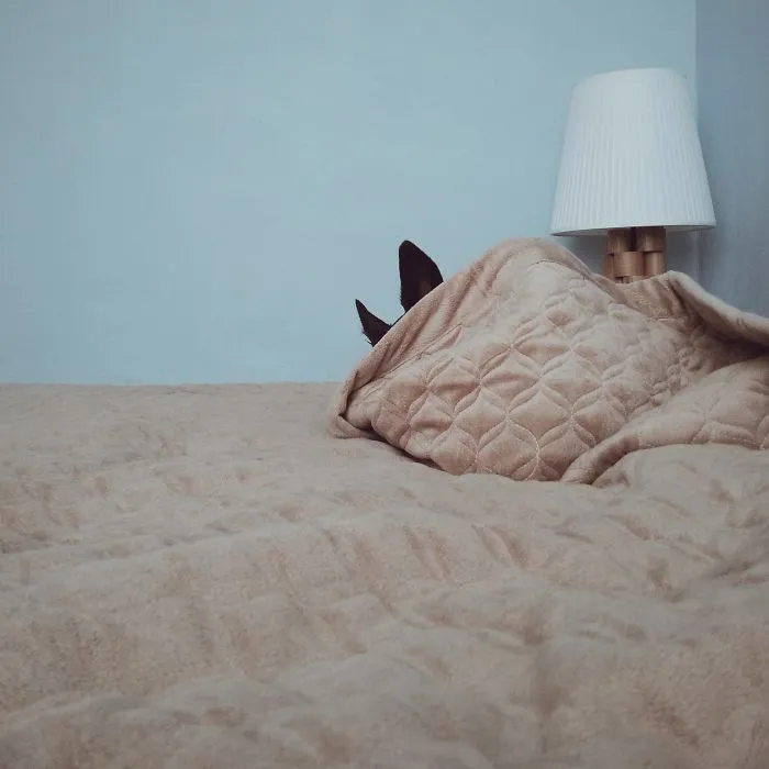 159 Dogs Who Suck At Hide-And-Seek