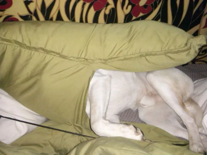 159 Dogs Who Suck At Hide-And-Seek