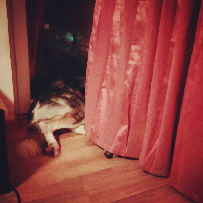 159 Dogs Who Suck At Hide-And-Seek