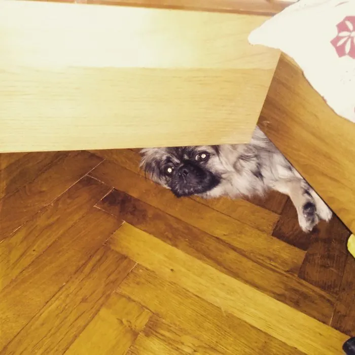 159 Dogs Who Suck At Hide-And-Seek