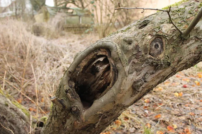 Screeming Tree...