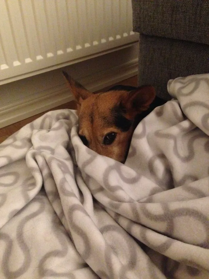 159 Dogs Who Suck At Hide-And-Seek