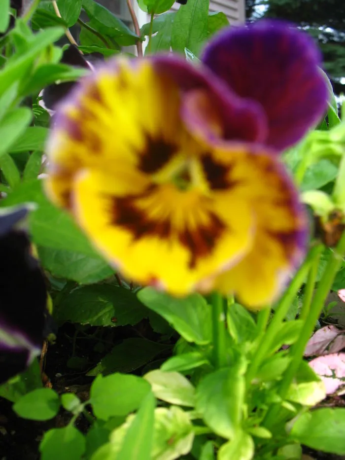 I See Your Face In Every Flower.....