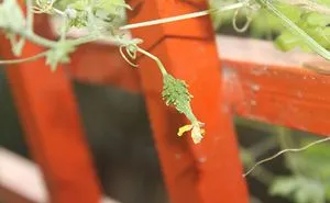 Happy Vegetable.........