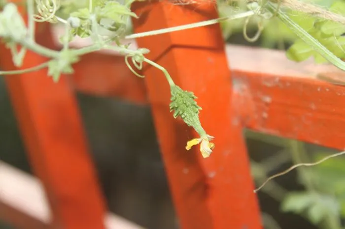 Happy Vegetable.........