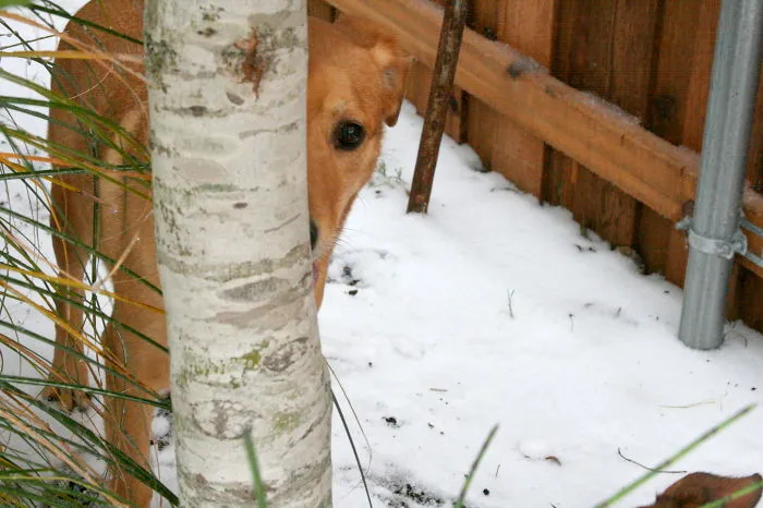 159 Dogs Who Suck At Hide-And-Seek