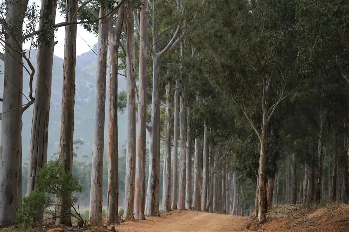 Stellenbosch, South Africa