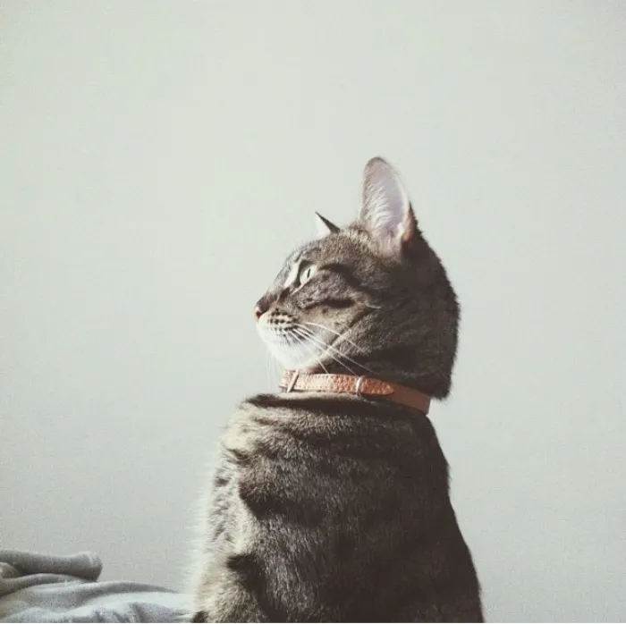 Like A Boss! (her Royal Highness-queen Maru I)