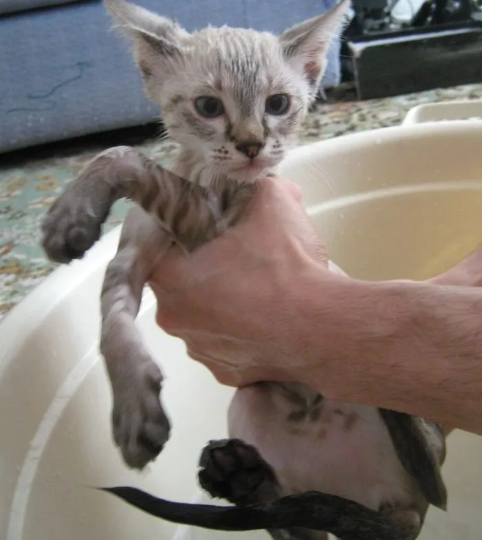 73 Crazy Cats That Actually Love Water