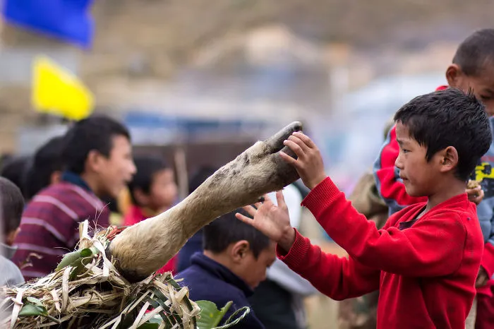 Boy Plays With Sacrificed Cattle Leg At The Podi Barbi Festival, Mechuka, India