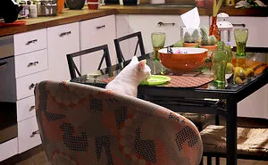 62 Spoiled Cats That Probably Live Better Than You