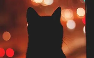 Cat In The Window.