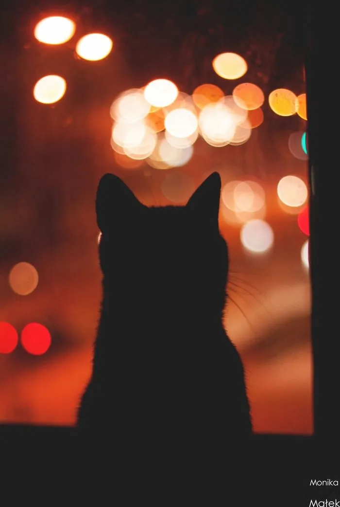 Cat In The Window.