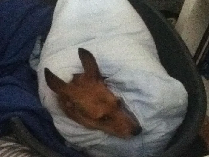 159 Dogs Who Suck At Hide-And-Seek