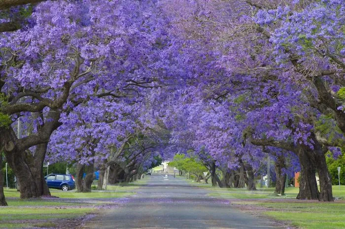 Grafton, Nsw Australia